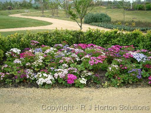 Cineraria Bed 